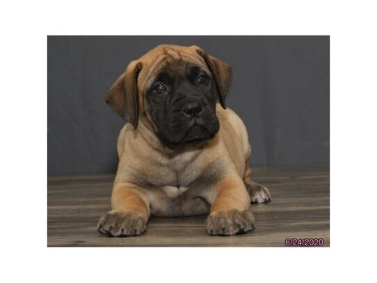 Bullmastiff-DOG-Female-Red Fawn-13499-Petland Pensacola, Florida