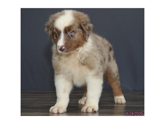 Australian Shepherd DOG Male Red Merle 13486 Petland Pensacola, Florida