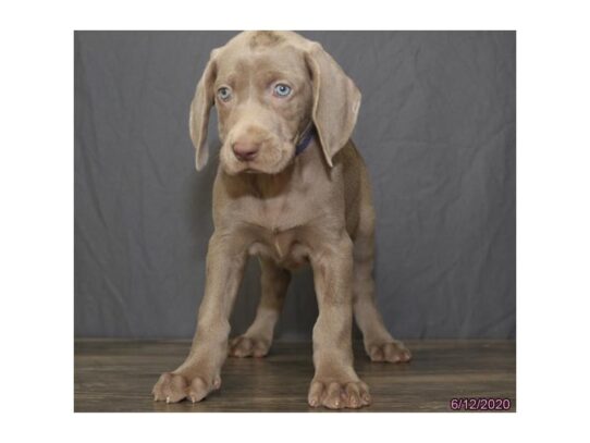 Weimaraner DOG Female Gray 13495 Petland Pensacola, Florida