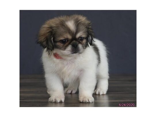 Pekingese DOG Female Sable / White 13491 Petland Pensacola, Florida