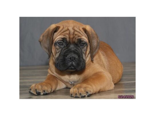 Bullmastiff DOG Male Red Fawn 13500 Petland Pensacola, Florida