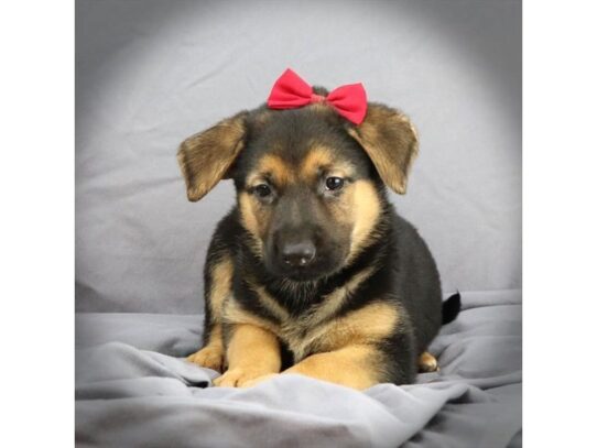 German Shepherd DOG Female Black and Tan 13501 Petland Pensacola, Florida