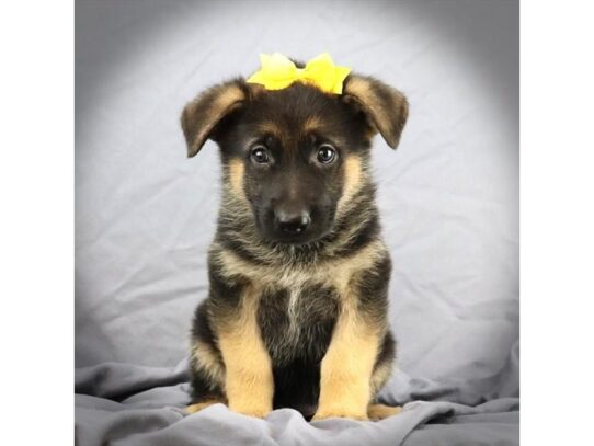 German Shepherd DOG Female Black and Tan 13502 Petland Pensacola, Florida