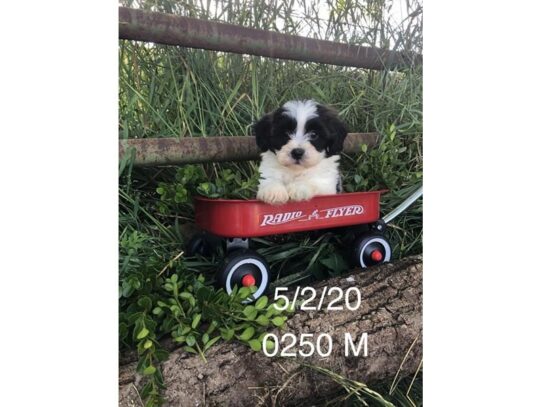 Teddy Bear DOG Male Black / White 13539 Petland Pensacola, Florida