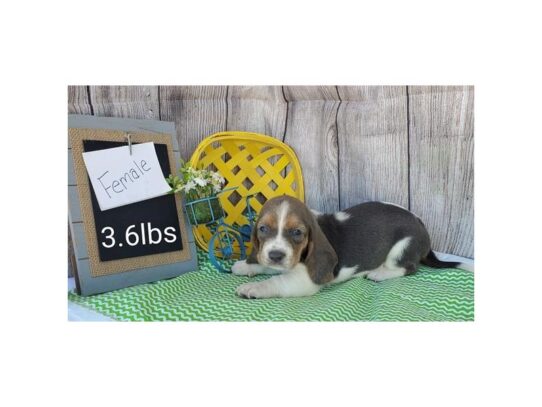 Basset Hound-DOG-Female-Blue Tan / White-13506-Petland Pensacola, Florida