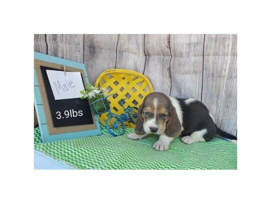 Basset Hound DOG Male Blue White / Tan 13508 Petland Pensacola, Florida