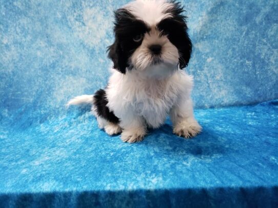 Shih Tzu DOG Male Black / White 13493 Petland Pensacola, Florida