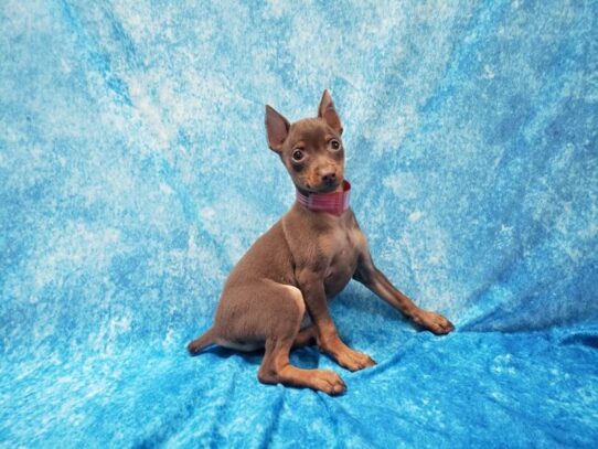 Miniature Pinscher DOG Female Chocolate / Tan 13489 Petland Pensacola, Florida