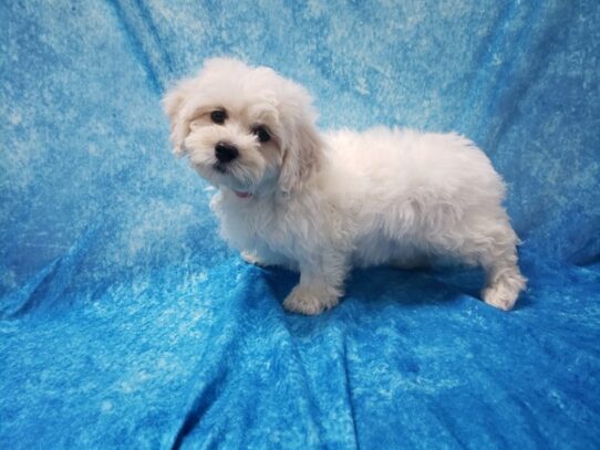 Teddy Bear DOG Female White / Cream 13497 Petland Pensacola, Florida