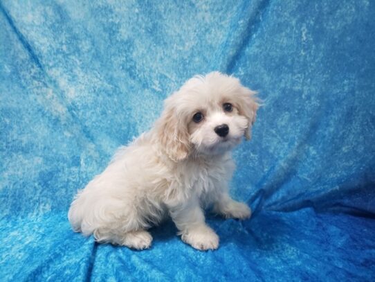 Cavachon DOG Male Cream / White 13498 Petland Pensacola, Florida