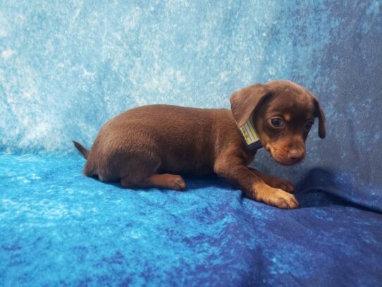 Chiweenie DOG Male Chocolate 13509 Petland Pensacola, Florida