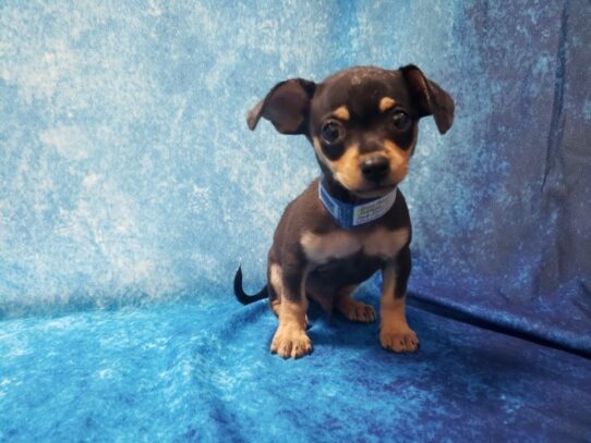 Chiweenie DOG Male Black 13510 Petland Pensacola, Florida