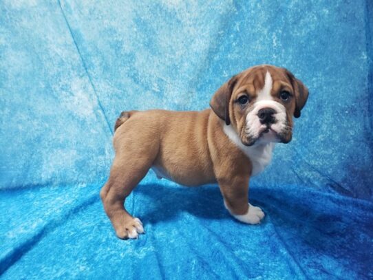 Beabull Bulldog DOG Male Red / White 13496 Petland Pensacola, Florida