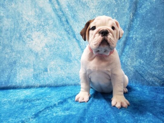 Bulldog DOG Female Red / White 13487 Petland Pensacola, Florida