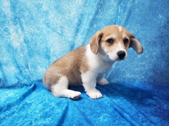 Pembroke Welsh Corgi DOG Male Red / White 13492 Petland Pensacola, Florida