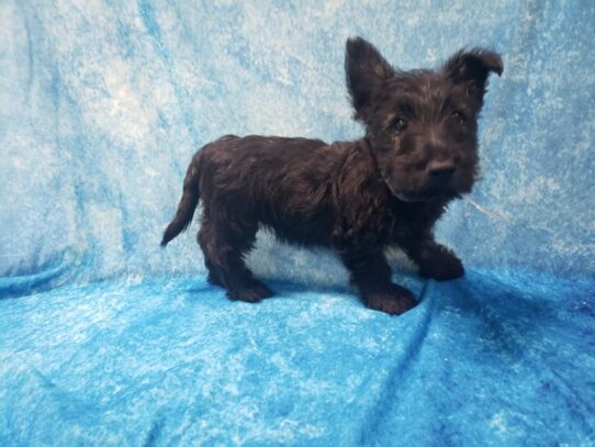 Scottish Terrier DOG Female Black 13503 Petland Pensacola, Florida