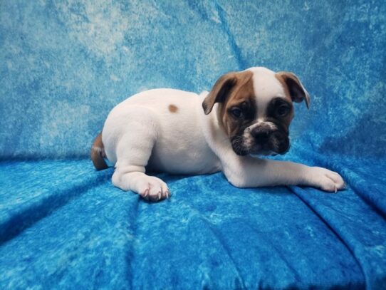 Victorian Bulldog DOG Male white & Red 13504 Petland Pensacola, Florida