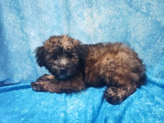 Soft Coated Wheaten Terrier DOG Female Wheaten 13494 Petland Pensacola, Florida