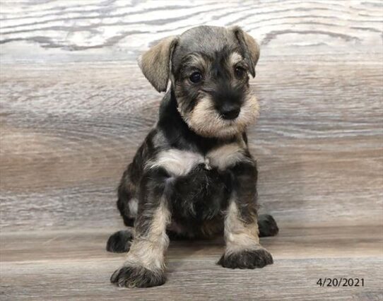 Mini Schnauzer-DOG-Female-Salt / Pepper-1121-Petland Pensacola, Florida