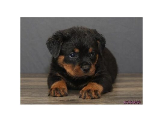 Rottweiler DOG Female Black / Tan 13524 Petland Pensacola, Florida