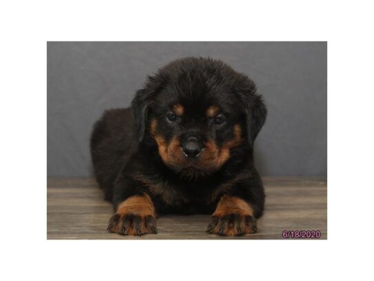 Rottweiler DOG Male Black / Tan 13525 Petland Pensacola, Florida