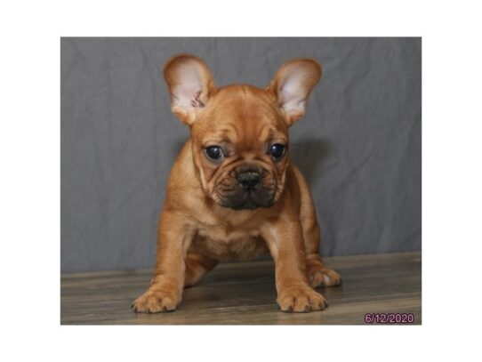 French Bulldog DOG Female Fawn 13520 Petland Pensacola, Florida