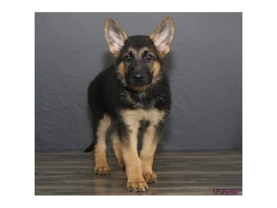 German Shepherd Dog DOG Female Black / Tan 13522 Petland Pensacola, Florida