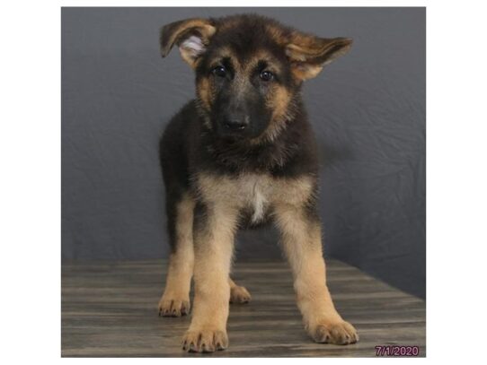 German Shepherd Dog DOG Male Black / Tan 13523 Petland Pensacola, Florida