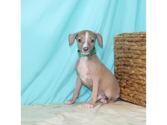 Italian Greyhound DOG Male Blue Fawn 13515 Petland Pensacola, Florida