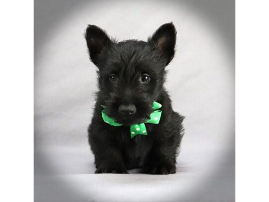 Scottish Terrier DOG Male Black 13517 Petland Pensacola, Florida