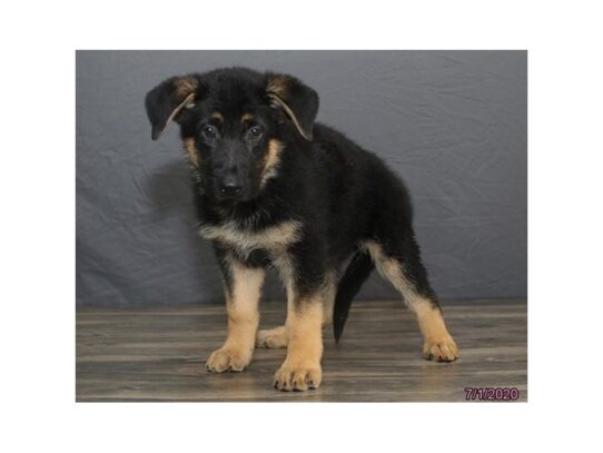 German Shepherd Dog-DOG-Female-Black / Tan-13533-Petland Pensacola, Florida