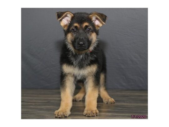 German Shepherd Dog DOG Male Black / Tan 13532 Petland Pensacola, Florida