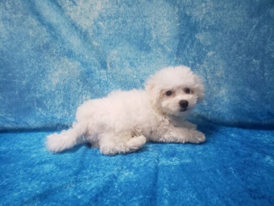 Bichon Frise DOG Male White 13535 Petland Pensacola, Florida