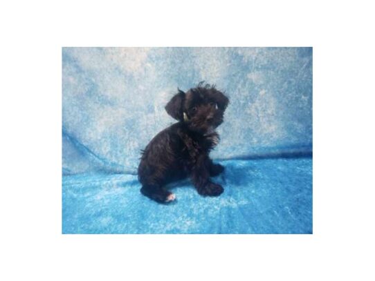 Schnoodle DOG Female Black 13519 Petland Pensacola, Florida