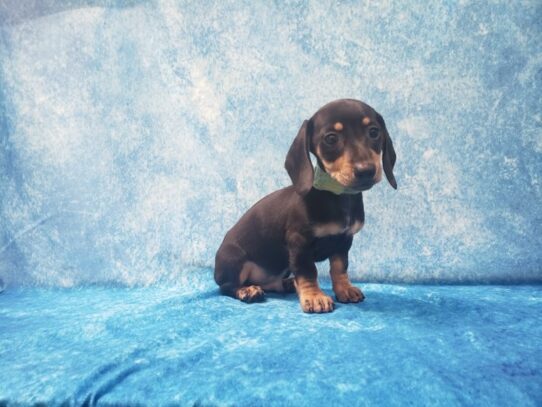 Dachshund DOG Male Black / Tan 13518 Petland Pensacola, Florida