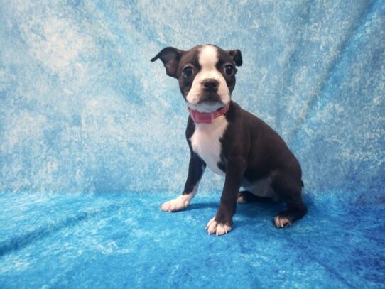 Boston Terrier DOG Female Black Brindle 13514 Petland Pensacola, Florida