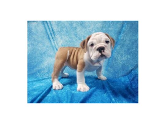 Beabull Bulldog DOG Female Red / White 13521 Petland Pensacola, Florida