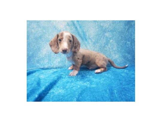 Dachshund DOG Male Chocolate 13529 Petland Pensacola, Florida