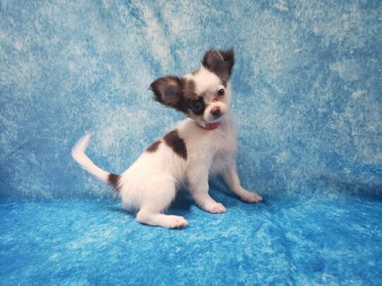 Chihuahua DOG Female Chocolate / Tan 13530 Petland Pensacola, Florida