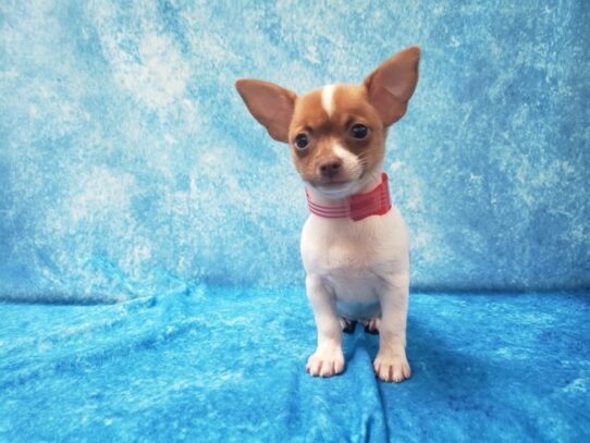 Chihuahua DOG Male White / Red Fawn 13528 Petland Pensacola, Florida