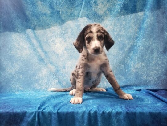 Aussiedoodle DOG Male Blue Merle 13512 Petland Pensacola, Florida