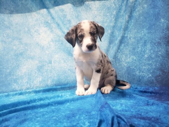 Aussiedoodle DOG Male Blue Merle 13513 Petland Pensacola, Florida