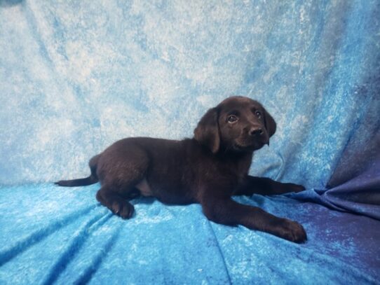 Aussiedoodle DOG Male Black 13511 Petland Pensacola, Florida