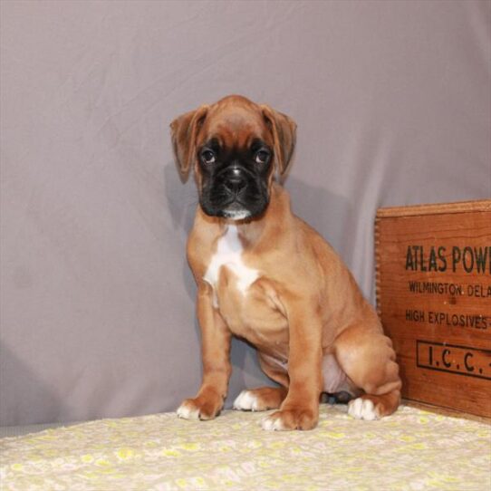 Boxer DOG Female Fawn 1124 Petland Pensacola, Florida