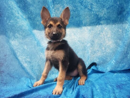 German Shepherd Dog DOG Female Black / Tan 13546 Petland Pensacola, Florida