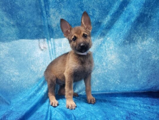 German Shepherd Dog DOG Male Sable 13545 Petland Pensacola, Florida