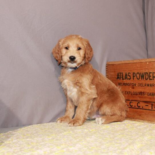 Mini Goldendoodle DOG Male Dark Golden 1125 Petland Pensacola, Florida