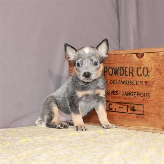 Australian Cattle Dog-DOG-Female-Blue-1126-Petland Pensacola, Florida