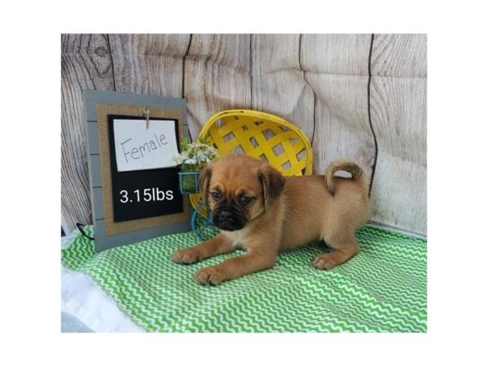 Puggle-DOG-Female-Fawn Sable-13552-Petland Pensacola, Florida