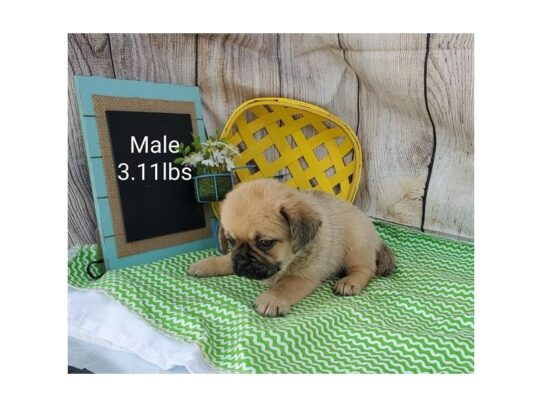 Puggle-DOG-Male-Fawn-13551-Petland Pensacola, Florida